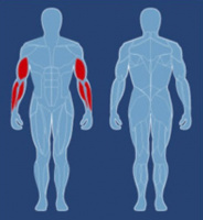 Бицепс AeroFit CBC-400